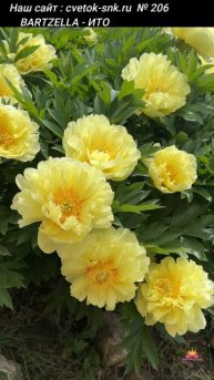 Желтый ИТО-пион Bartzella / Сад Ворошиловой