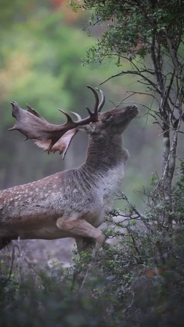 #shorts #wildlife #trending #wildanimal😱 #photography