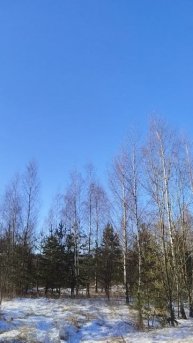 Подмосковский лес🌳 #Подмосковье #лес #рп_све́рдловский