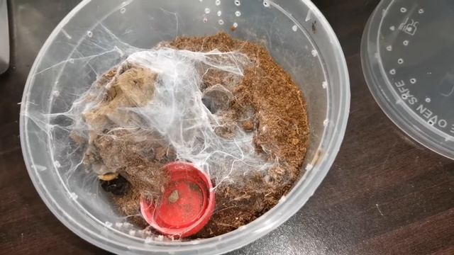 Tarantula feeding day Yey! Vlog 15