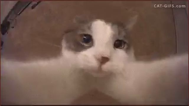 VID-20250216-WA0004.mp4