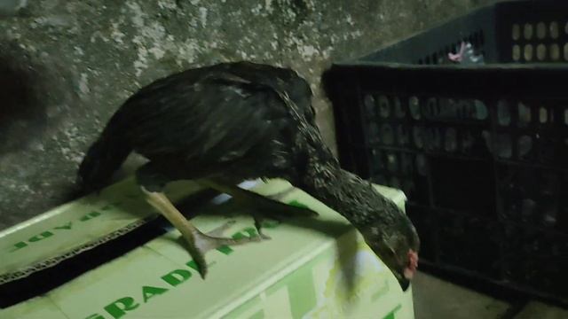 my mymar hen the best boxing hen muag nqaib phaj mab nawb.