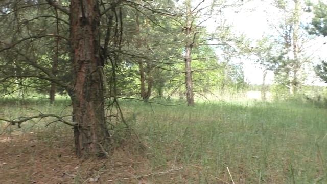 НАШЕЛ В ЛЕСУ ПОЛЯНУ С МОНЕТАМИ ПО СРЕДНИМ ВЕКАМ.РАССЫПУХА ДРЕВНИХ МОНЕТ.