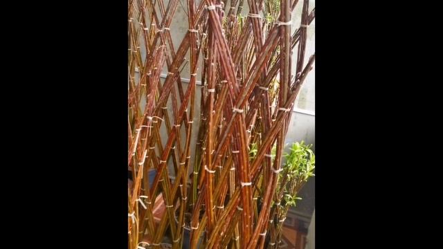 InShot_20250219_102409530.mp4