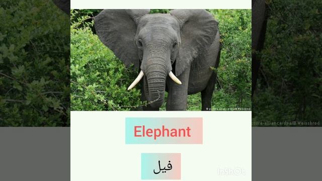 The names of animals in English