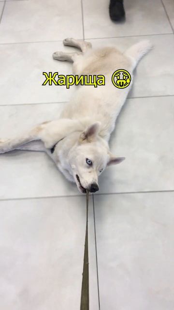 СОБАКА не хочет ВЫХОДИТЬ🤣 ЖАРКО 🥵#shorts #собака #хаски