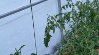 13 июня Вот и слизни пришли с дождливой погодой