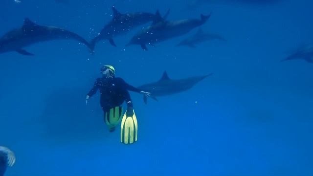 World Whale and Dolphin Day