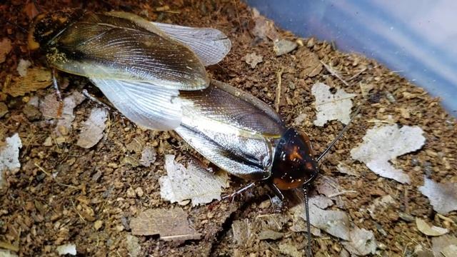 法屬圭亞那橙頭蟑螂 Eublaberus posticus (France,French Guiana)
