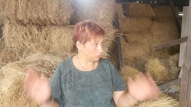 Сюрприз Ночка отелилась в поле