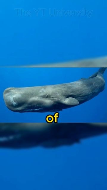 top 3 facts about sperm whales #ytshorts  #shorts #top3 #trending #viral #whales