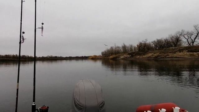 Ветлянка. Покормили рыбкой белохвостого Орлана...