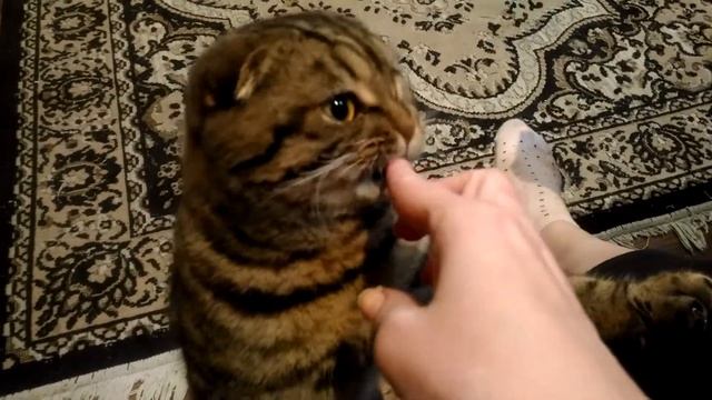 Любимый котик, Бакси! Вислоухий шотландец.