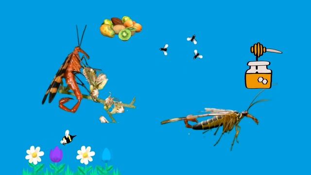 Scorpion Fly | Amazing Facts about scorpion Fly | WISDOM SMKA