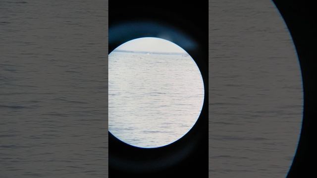 Бинокль Nikon Action EX 7x50. Наблюдение с 300-летия парка. Часть 1/2