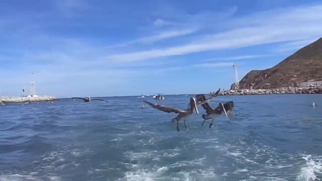 Feeding the sea lions!