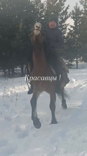 Обучаем молодого жеребца