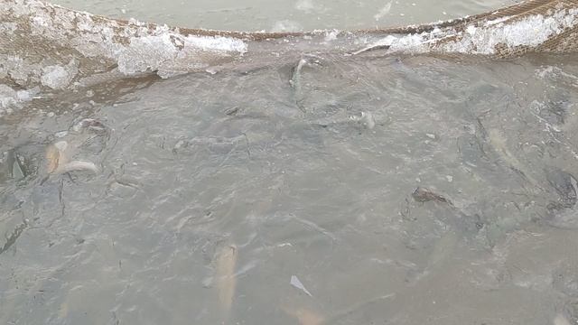 Запуск форели в акваторию 40 кг