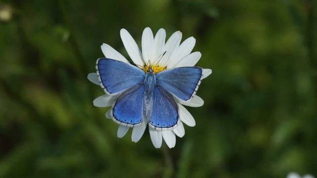 Modrásek jetelový - Polyommatus bellargus