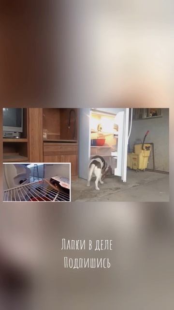 Тайная жизнь домашних животных попавшая на камеру