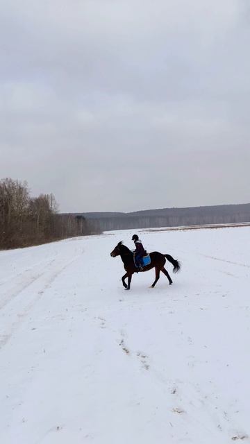 Алена и Каспер, Даша и Аквилон. Галоп в поле. #horse #equestrian #лошади #pony