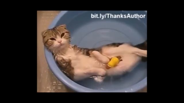 Кошки. Водные процедуры.