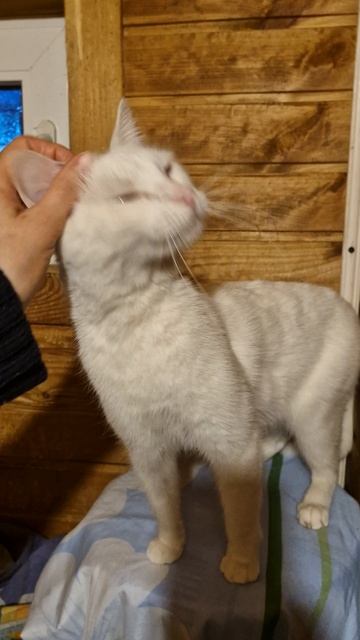 Котику ищем дом