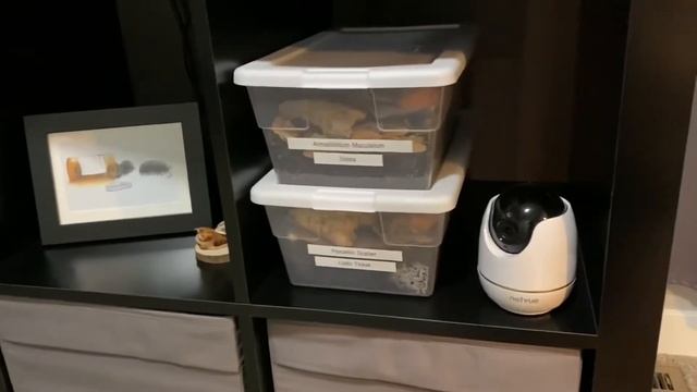 Reptile Room Tour 2019