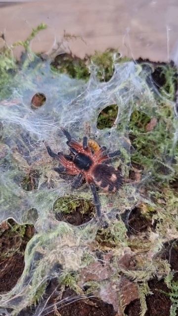 Davus sp. Panama also know as Lava tarantula #tarantula #spider