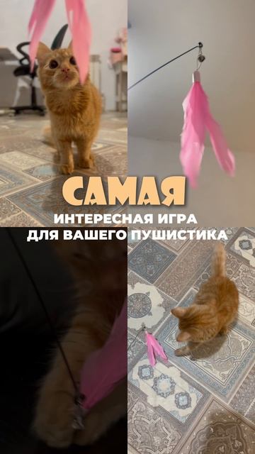 ВАШ КОТИК ОЦЕНИТ 😻