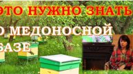 Что такое медопродуктивность? Пчеловоду важно знать для оценки местности пасеки