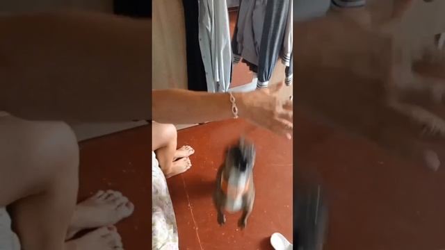 1080p_Нужна_срочная_помощь_собаки_на_операцию