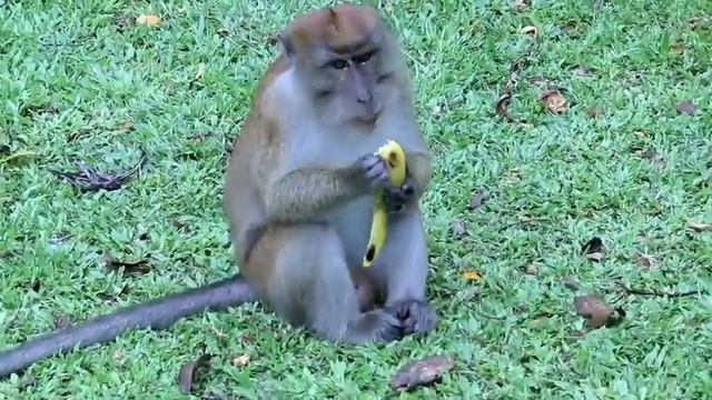 Кормление мартышек monkey feeding