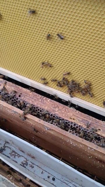 How to Apply Beeswax to Plastic Foundation #honey #bee #beekeeperslife #beekeepingequipment