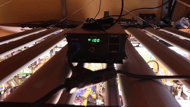 Tarantula Long Leg LED