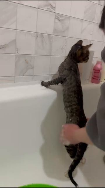 Котик