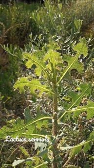 Funny lactuca serriola #shorts