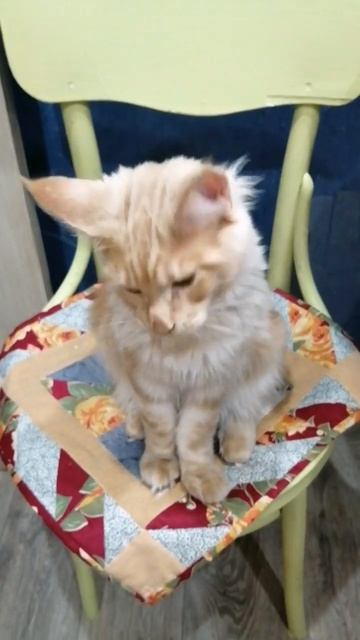 Ждёт котлетку😍 #мейнкун #котенок #cat #котэ #kitten #кот