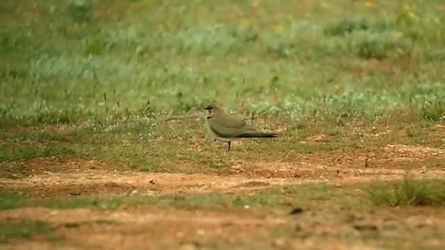 Collared Pratincole 1