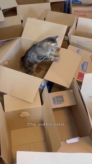 Building Chip a MASSIVE cardboard maze!