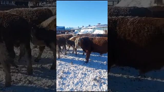 Бычки! 1-я клетка Находятся в Оренбурге. Уточнить в личку Тел: +7999-409-69-99 Шамиль