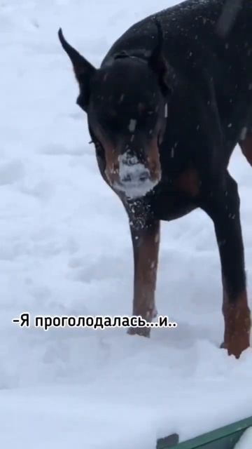 #doberman #dog #dogs #доберман #собака