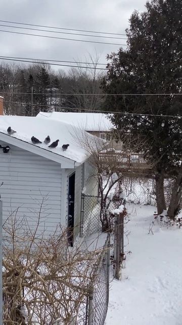 Big Jim and the #pigeons in the #snow #bird #birds