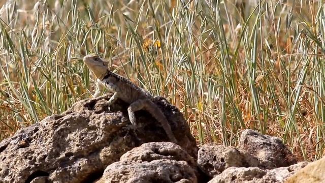 Sling Tailed Agama (Laudakia stellio cypriaca) - Cyprus