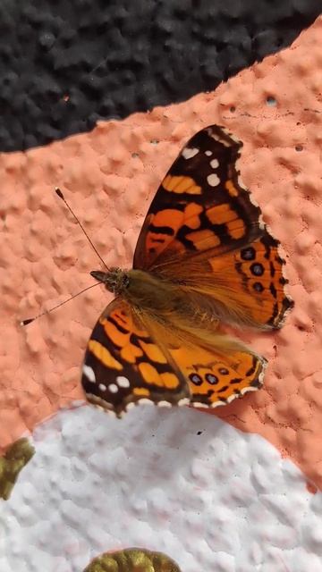 Mariposa Monarca? 🙊