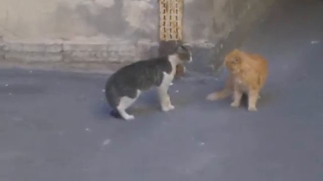 ололо