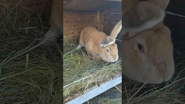 VID_20250219_131742.mp4