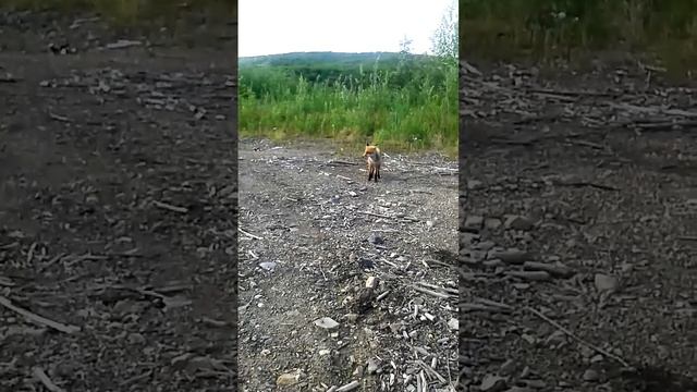 Лиса потрикеевна