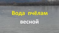 Все о воде для пчел весной