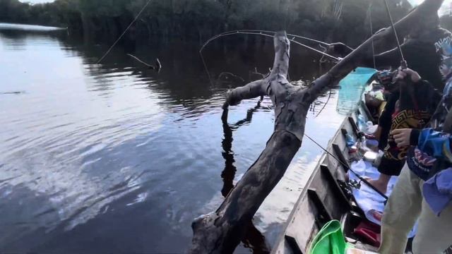 MUSIM KEMARAU SURGANYA IKAN KALOI / GURAME LIAR STRAIK BERTUBI TUBI